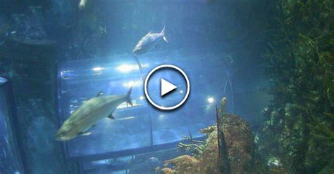 aquarium webcam|Livestreams